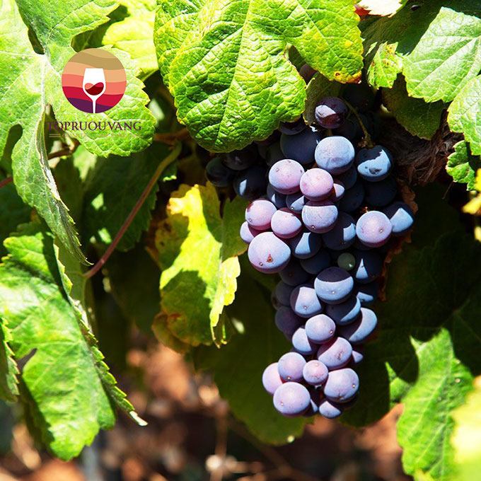ruou-vang-y-m-malvasia-nera-3