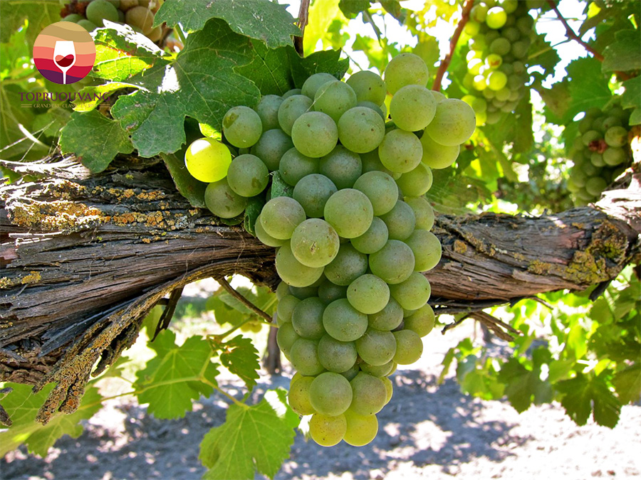 vang-y-ngot-moscato-dasti-1